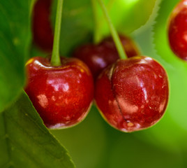 Fresh cherry on the tree