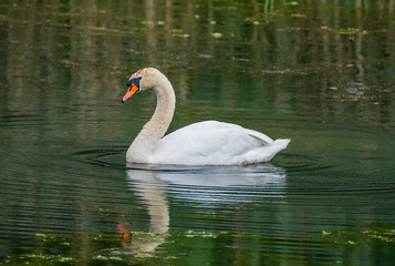 Family of swans with chicks at lake in evening, Germany