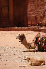 Naklejka premium Kamel und Hund in Petra