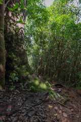 Black River National Park, Mauritius