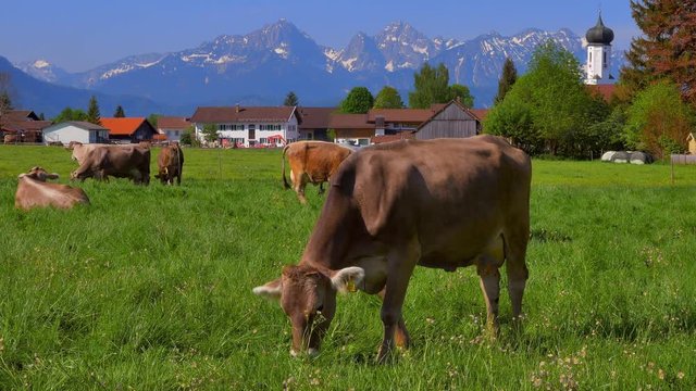 Cows on the pasture, Bavaria, Germany