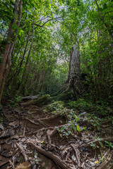 Black River National Park, Mauritius