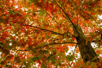 Autumn oak with foliage of yellow, red and green