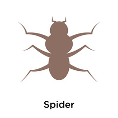 Spider icon vector sign and symbol isolated on white background