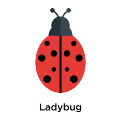 Ladybug icon vector sign and symbol isolated on white background