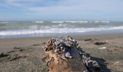 trunk on a solitary beach