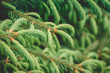  Spring spruce tree branches retro