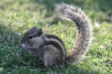 Chipmunk