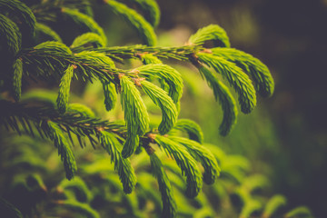  Spring spruce tree branches retro