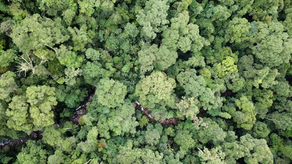 Stickers muraux Forêt Forêt tropicale. Photo aérienne de la canopée forestière à Bornéo, Malaisie