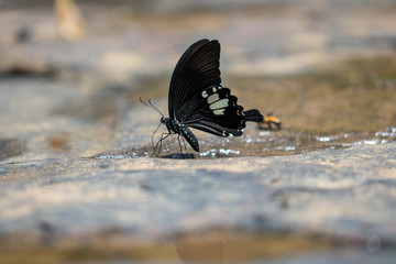 A beautiful  butterfly in the nature background.