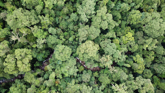 Fototapeta Rainforest. Aerial photo forest canopy in Borneo, Malaysia