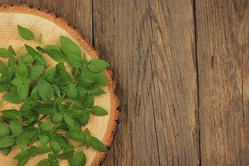heap of basil on wooden background