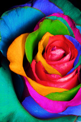 Fototapeta na wymiar Decorative rainbow rose