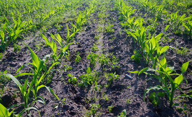 Maize crop: rows of young Maize plants on a field, some weeds growing between the rows