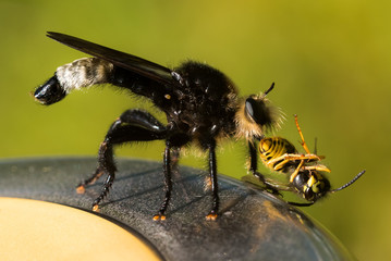 Predatory bug eating wasp