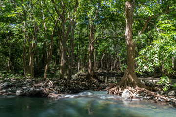 Black River National Park, Mauritius