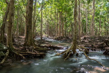 Black River National Park, Mauritius