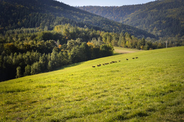 Beskid maly. Karpaty, Polska, góry, lato