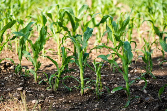 Rows of young corn growing on a field