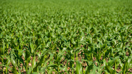 Rows of young corn growing on a field