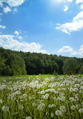  wild dandelion field against the blue sky, landscape
