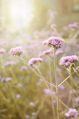 Purple Verbena flowers background. Nature concept with empty copy space for Editor's text.