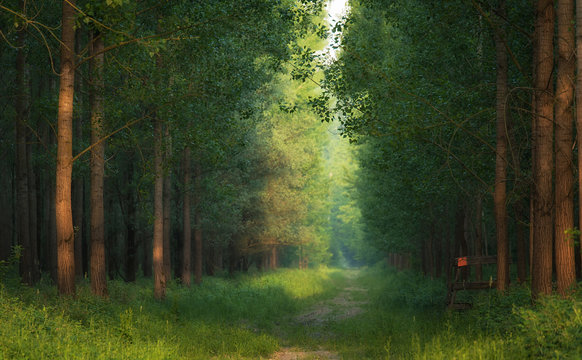 Forest landscape