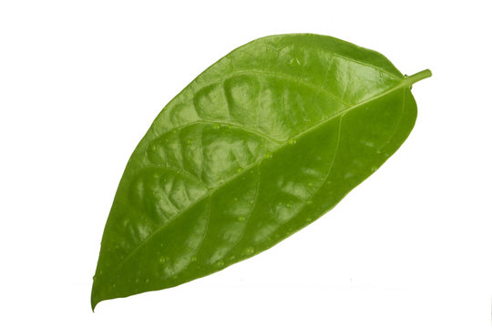 young green leaf of passion fruit isoalted on white background