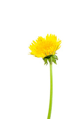 yellow dandelion flower