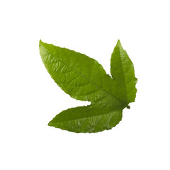 green leaf of passion fruit isoalted on white background
