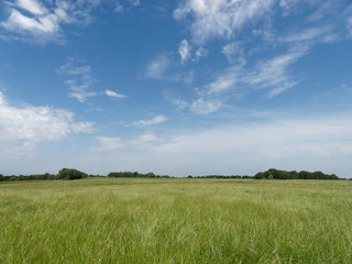 Sommerliches Feld unter blauem Himmel mit weißen Wolken