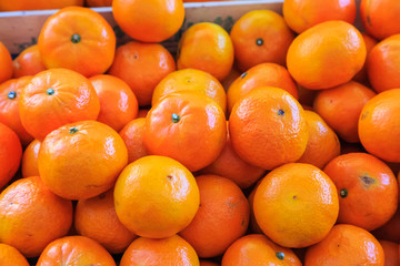 Fresh orange fruits