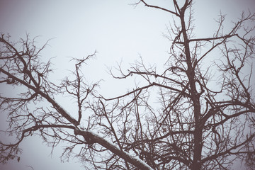 Leafless branches of park winter trees retro