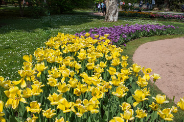 Colorful and variegated tulips flowers in the botanical garden of Villa Taranto in Pallanza, Verbania, Italy.