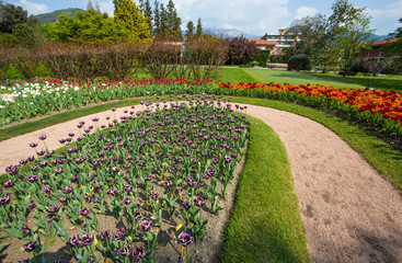 Colorful and variegated tulips flowers in the botanical garden of Villa Taranto in Pallanza, Verbania, Italy.