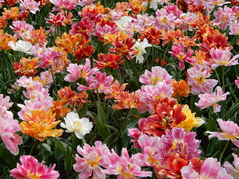 A colorful and variegate kinds of tulips flowers - close up photo.