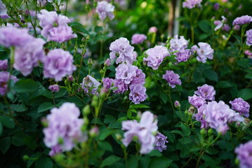 Purple Rose 紫の薔薇