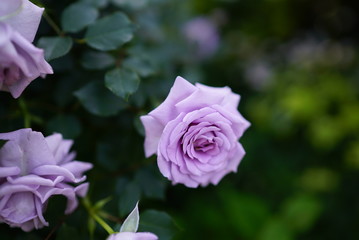 Purple Rose 紫の薔薇