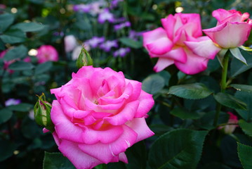 Pink Rose ピンクローズ