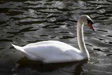 Mute Swan on ponds and parks of cities