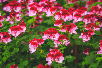 Obraz premium Beautiful carpet of pink blooming flowers. Texture for wallpaper or web banner. Blossoming geranium close up