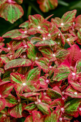 Obraz premium Beautiful bush of red blooming flowers. Texture for wallpaper or web banner. Blossoming hydrangea close up