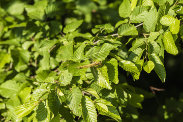 Eine Libelle sitzt auf einem Blat, Gr&uuml;ne Bl&auml;tter mit einer Libelle, Haselnussbl&auml;tter, Sommer, sonnig