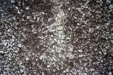 Rough Giant Rock Texture