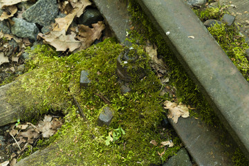 Moos an einer Schienenschwelle, grünes Moos, nasses Moos, Schienen im Wald