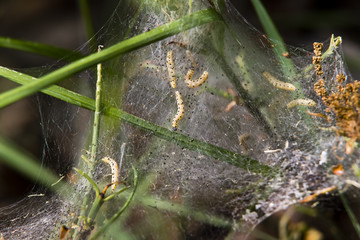 Yponomeuta evonymella in webs, moth, larva