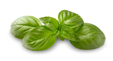 Obraz premium Close up studio shot of fresh green basil herb leaves isolated on white background.