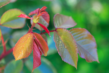 Rose leaves with selective focus.