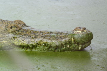 close up of salt water crocodile.